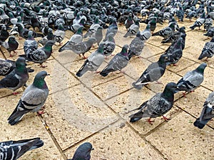 A lot of cute colorful grey feathers wild pigeon birds with green necks walking on the ground looking for food in urban area of a