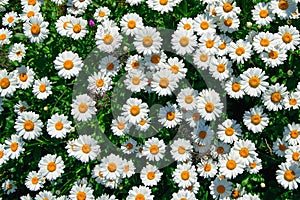 Lot of daisies. summer flowers on the field. view from above. overhead