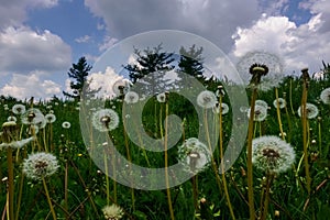 Lot of dandelion blossoms on a green meadow detail