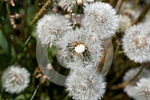 Lot of dandelion. white ball of seeds on green grass. background.