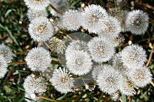 Lot of dandelion. white ball of seeds on green grass. background. view from the top