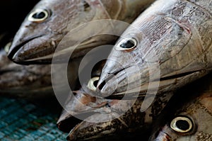 Lot of dead fish in a fish market in Turkey