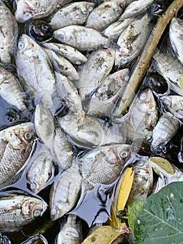 a lot of dead fish in a pond