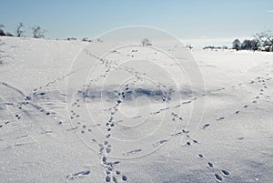 Lot of different animal tracks on the snow during daytime