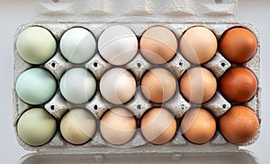 Lot of different color chicken eggs arranged by color on paper egg box. Colors: blue, green, white, beige, brown.