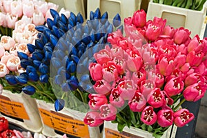 A lot of different color tulips in the shop at Amsterdam flower market, Netherlands.