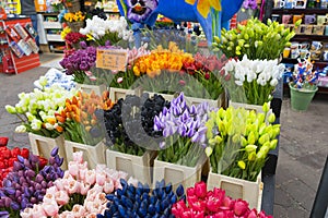A lot of different color tulips in the shop at Amsterdam flower market, Netherlands.