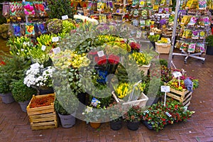 A lot of different color tulips in the shop at Amsterdam flower market, Netherlands.