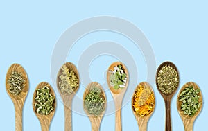 Lot of different dried medicinal herbs on wooden spoons in a line isolated on blue background.