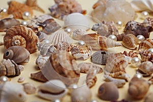 a lot of different empty sea shells on yellow background, macro details