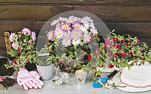 Lot of different pink blossom flowers in pots and different gardening tools on wood table, with brown wooden board background.