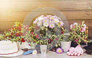 Lot of different pink blossom flowers in pots and different gardening tools on wood table, with brown wooden board background.