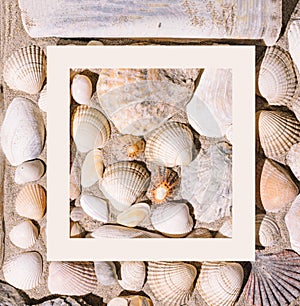 A lot of different sea shells arrangement with white square framed creative copy space. Flt lay on the sunny summer sandy beach