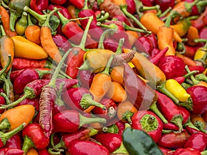 Colors of peppers
