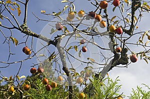 Persimmon kaki tree photo