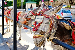 Lot of donkey taxis waiting for tourists