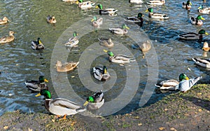 A lot of drakes and ducks swim together in a pond.