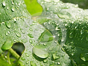 A lot drops on the big green leaf