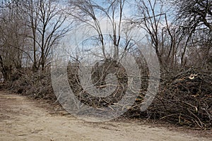 A lot of dry branches were cut down in the city park