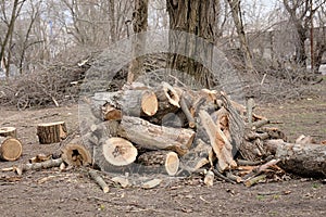A lot of dry branches were cut from tree trunks in a city park