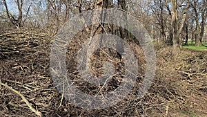 A lot of dry branches were cut from tree trunks in a city park