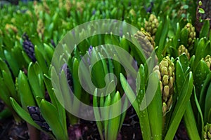 a lot of an early spring hyacinth closeup