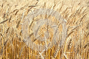 Lot ears of rye on rural field on summer day closeup