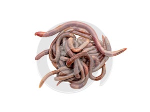 A lot of earthworms close-up isolated on a white background. Worm for fishing, live bait, earthworm Dendrobaena Veneta