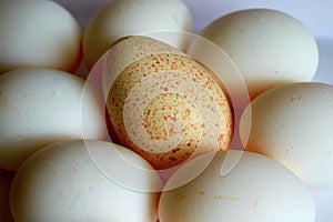 Lot of eggs and one Turkey on table