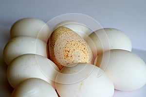 Lot of eggs and one Turkey on table