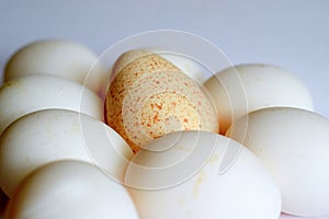 Lot of eggs and one Turkey on table