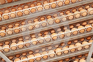 Lot of eggs on tray from breeders farm. photo
