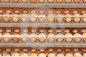 Lot of eggs on tray from breeders farm.