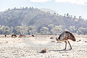 A lot of Emu birds.