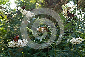 Lot of European peacock butterfly on white flowers of summer lilac