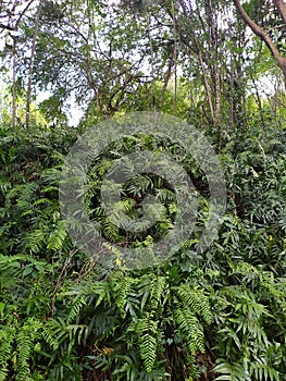 A lot of ferns in the forest. Una gran cantidad de helechos en el bosque. photo