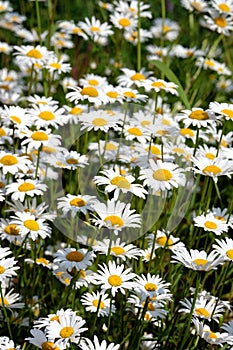 Lot of field daisy flowers on meadow in summer day closeup