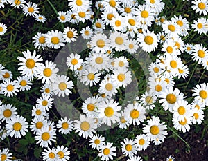 Lot of field daisy flowers on meadow in summer day closeup