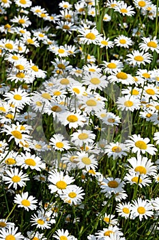 Lot of field daisy flowers on meadow in summer day closeup