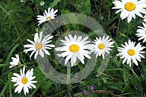 Lot of field daisy flowers on meadow in summer day closeup