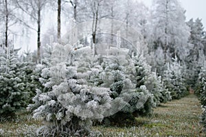 Lot of fir trees covered with snow on a blurred background