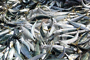 Lot of fish caught on Costa Caparica beach in Portugal