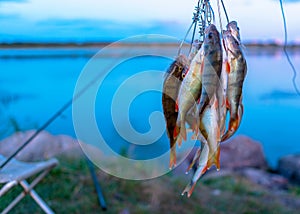 A lot of fish hanging perch caught by angler Fish Stringer.