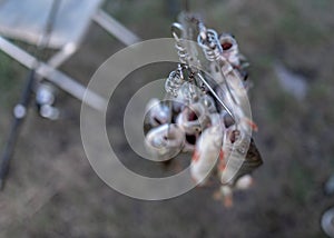 A lot of fish hanging perch caught by anglers in the Fish Stringer face.