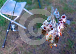 A lot of fish hanging perch caught by anglers on the Fish Stringer face down on the background of grass fishing rods spinning