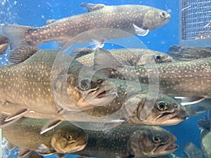 A lot of fish swims in the water. Salmon in the blue water of a grocery supermarket. Large aquarium, salmon close-up. Live trout