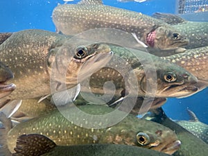 A lot of fish swims in the water. Salmon in the blue water of a grocery supermarket. Large aquarium, salmon close-up. Live trout