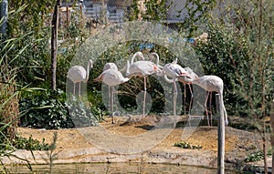 Lot of Flamingos birds relaxing in a garden