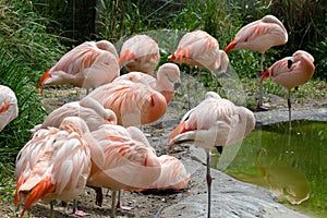 A lot of flamingos - family Phoenicopteriformes