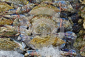 A lot of Flower crab, Blue crab, Blue swimmer crab, Blue manna crab, Sand crab to selling in market